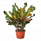 1 Croton Mammy - Codiaeum Variegatum - live Plant  - 6" Pot #HSPL5