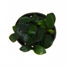 1  Aquatic  Anubias Nana Petite- live Plant - Pot #HSPL5