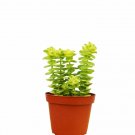 1 Succulent Crassula  Jade Necklace - live Plant - in  4" Pot  #HSPL5