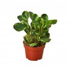 1 Live Plant - Peperomia  Marble  - in  4" Pot  #HSPL5