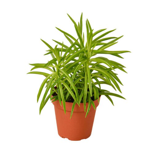 1  Peperomia ferreyrae - Peperomia Green Bean - Live Plant - 4" Pot #HSPL5