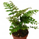 1 live Plant - Mahogany Fern - in 4" Pot  #HSPL5