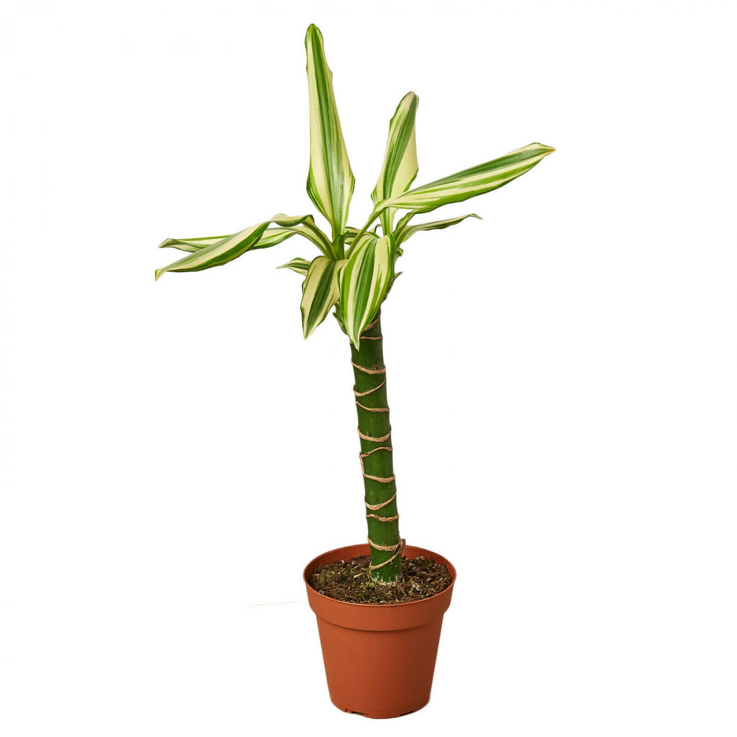 1 Live Plant - Dracaena Sted Sol Cane - in  4" Pot  #HSPL5