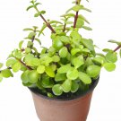 1 Elephant Bush -  Succulent Live Plant - in 4" Pot #HSPL5