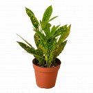 1 Live Plant - Croton Gold Dust - in 4" Pot #HSPL5