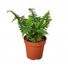 1 Variated Jester's Crown Fern - Live Plant - in  4" Pot #HSPL5