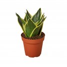 1 Snake Plant Black Gold - in  4" Pot - Live Plant  #HSPL5