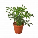 1 Variated Arboricola  Umbrella - in 4" Pot - Live Plant   #HSPL5