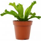1 Bird’s Nest Leslie Fern Plant - in 4" Pot #HSPL5