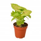 1 Syngonium Gold - Live Plant - in 4" Pot #HSPL5