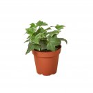 1 Live Plant - English Ivy Glacier - in  4" Pot  #HSPL5