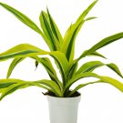 1 Dracaena Deremensis Lemon Surprise Plant - in  4" Pot   #HSPL5