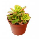 1 Succulent Kiwi - yellow leaves - in  4" Pot #HSPL5