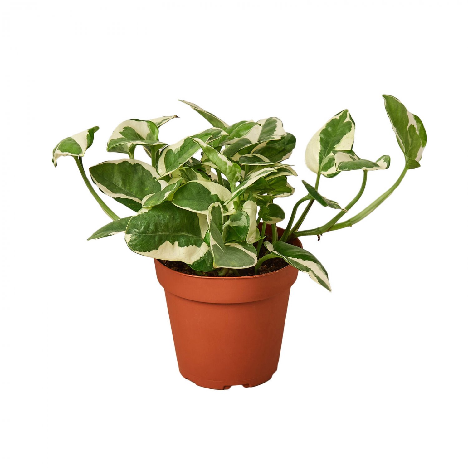 1 Live Plant - Pothos N'joy' - in 4" Pot  #HSPL5