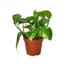 1 Pothos  Golden  - Live Plant - 4" Pot #HSPL5