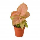 1 Syngonium Strawberry- Live Plant  - in 4" Pot  #HSPL5
