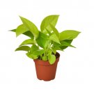 1 Pothos Neon  Plant - in 4" Pot #HSPL5
