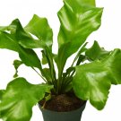 1 Bird's Nest Nidus  Fern Plant  - in  4" Pot  #HSPL5