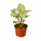 1 Syngonium White Butterfly - Live Plant - in  4" Pot  #HSPL5