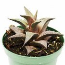 1 Succulent Plant - Haworthia  Venosa - in  4" Pot #HSPL5
