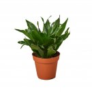 1 Succulent Plant - Haworthia  Venosa - in  4" Pot #HSPL5