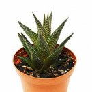 1 Live Plant - Fairy Washboard Haworthia - in  4" Pot #HSPL5