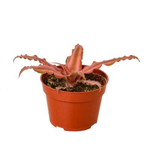1 Cryptanthus  Pink Star - Live Plant  - in 4" Pot #HSPL5