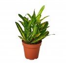 1 Croton Sunny Star Plant - in 4" Pot  #HSPL5