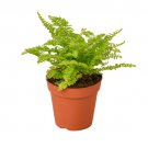 1 Live Plant - Cotton Candy Fern - in  4" Pot  #HSPL5
