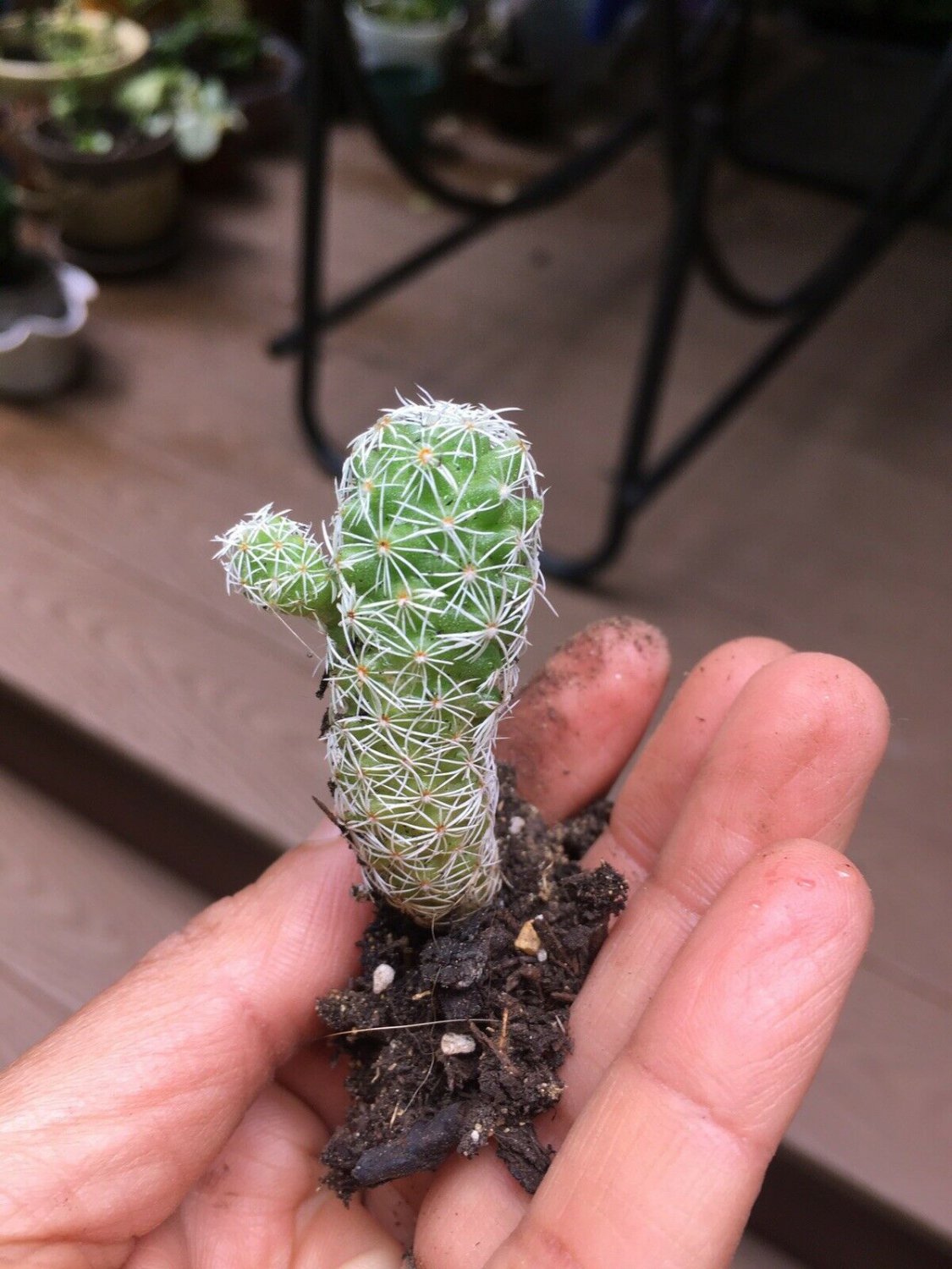 1 Bare Root - Thimble Cactus - succulents live plants - Size 2&acirc;�� Tall #ZFTH6