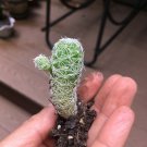 1 Bare Root - Thimble Cactus - succulents live plants - Size 2” Tall #ZFTH6