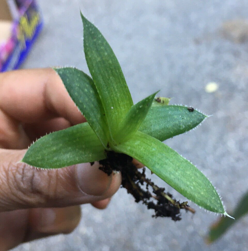 1 Bare Root  -Aloe Variety  Cactus - succulent live plant - in 2&acirc;�� Tall    #ZFTH6