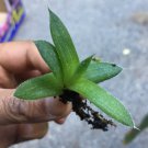 1 Bare Root  -Aloe Variety  Cactus - succulent live plant - in 2” Tall    #ZFTH6