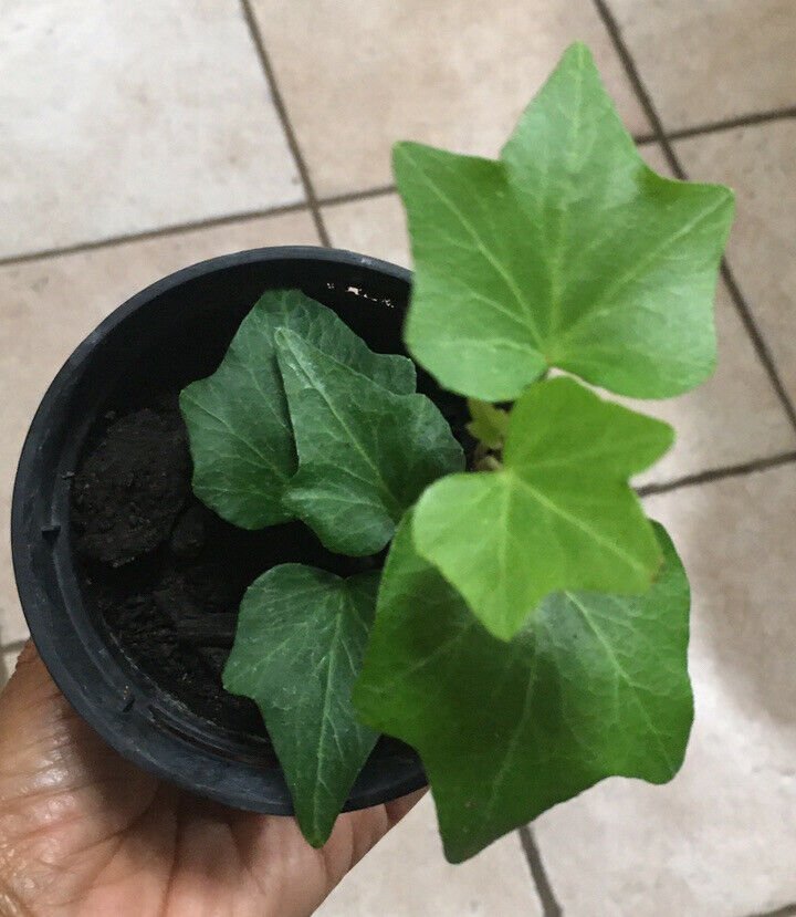 1Bare Root - Hedera Helix  common English  Ivy - Live plant - in 4&acirc;�� pot   #ZFTH6
