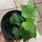 1Bare Root - Hedera Helix  common English  Ivy - Live plant - in 4” pot   #ZFTH6
