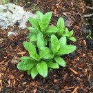 5 Shasya Daisy Plants -   Live Bare root  White Petals - Gorgeous #ZFTH6