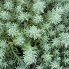 1 Sedum Blue Spruce - size  3-6" Starter live Plants #PGLT7