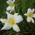 2 daylily Live Plnt - v White  with yellow - Starter Plant  #PGLT7