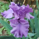 1 Bulbs - Iris Purple perennial  Rhizomes - Live Plant   #PGLT7