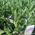 1 live Plant - Lavender French  - size 3-6" TALL.  #PGLT7