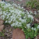 3 Live Plant - sedum White stonecrop Ground Cover   #PGLT7