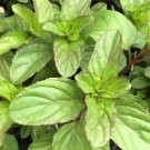 1 Mint Basil herb - Live Plant - 3-6" Starter Bare Root Plants  #PGLT7