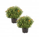 2 Live Plant Chrysanthemum - Blazing Bronze/Orange - 8" Hardy #EPCD8