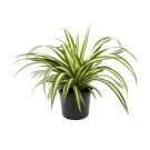 1 Live Plant - American Plant Exchange Spider  - in 6" Pot #EPCD8