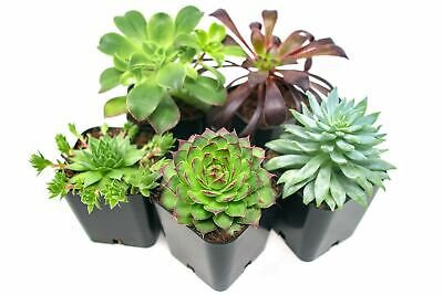 5 Pack   Succulent Plants -  Fully Rooted in Planter Pots with Soil    #EPCD8