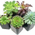 5 Pack   Succulent Plants -  Fully Rooted in Planter Pots with Soil    #EPCD8
