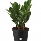 1 Live Plant - Costa Farms ZZ Zamioculcas Zamiifolia - in 12-Inch Tall    #EPCD8