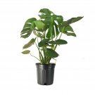 1 Live Plant - American  Exchange Split Leaf Philodendron Monstera Deliciosa    #EPCD8