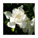 2 gal  - Southern  Collection  Jubilation Gardenia    White Color - Living Plant  #EPCD8