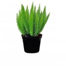 1 Live Plant - American Plant Exchange Fern Foxtail -   3 Gallon #EPCD8